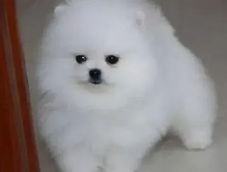 博美犬|家庭医生 告诉你博美犬出现消瘦的原因
