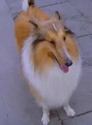 苏格兰牧羊犬|苏格兰牧羊犬眼睛出现流血不止问题如何解决