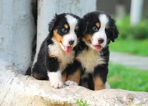 伯恩山犬|慧眼识健康 轻松从伯恩山犬脱毛位置识别健康问题