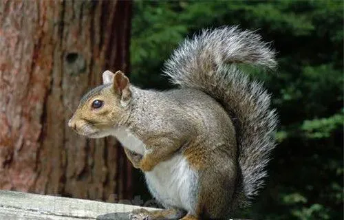 松鼠会不会游泳 宠物松鼠是会游泳的 | 松鼠