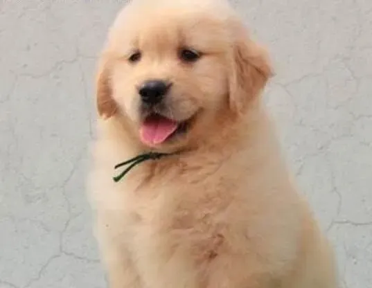 金毛|处理金毛犬腹泻的方法解析