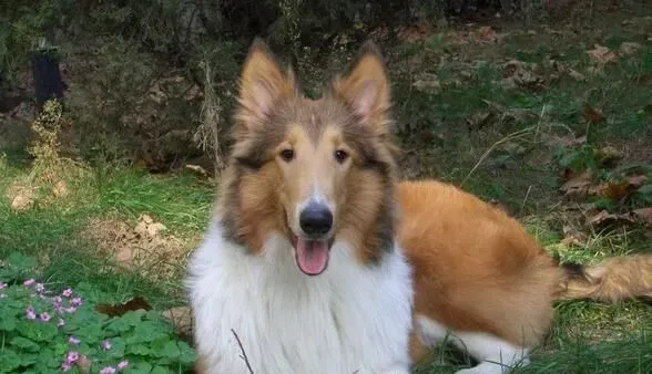苏格兰牧羊犬训练便便 在固定地点大小便 | 苏格兰牧羊犬