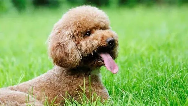 泰迪犬|泰迪犬幼犬便秘怎么办 泰迪便秘处理方法