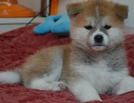 秋田犬|秋田犬拉稀带血有方法医治它吗 求介绍