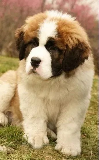 圣伯纳犬|给圣伯纳犬吃肉干有哪些好处
