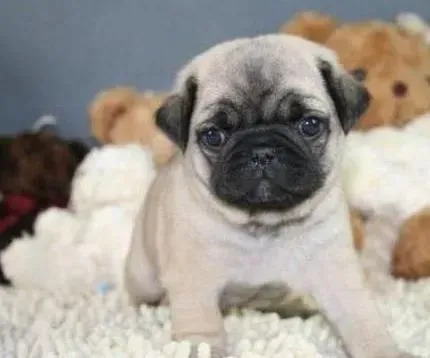 巴哥犬|我家巴哥犬太瘦了有什么方法让它胖点