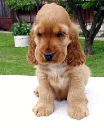 可卡犬|可卡犬一连拉稀好几天了怎么办
