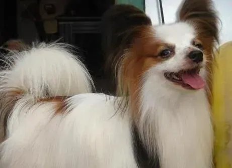 蝴蝶犬|想要让蝴蝶犬拥有健康牙齿 那就开始护理吧