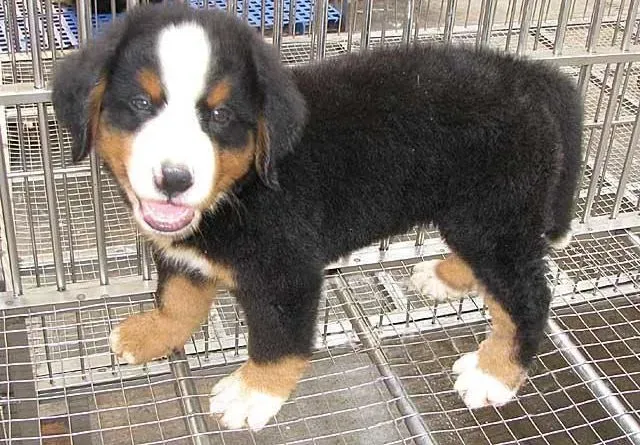 伯恩山犬|牛奶对于伯恩山犬的身体有好处吗