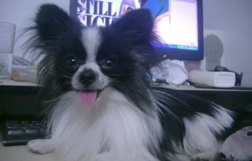 蝴蝶犬吃什么狗粮 幼犬需要特殊喂养 | 蝴蝶犬