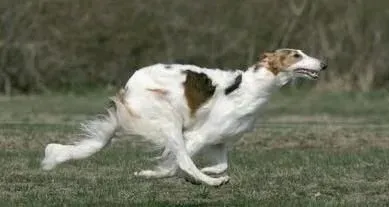 苏俄猎狼犬能跑多少码 奔跑速度是很快的 | 苏俄猎狼犬