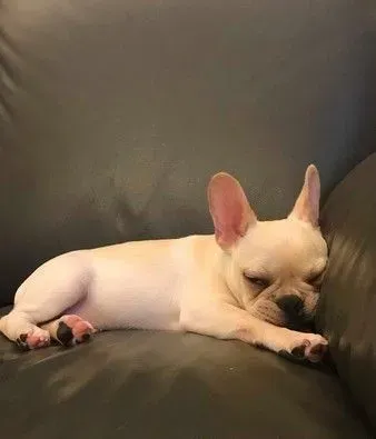 超可爱小法斗碰床瞬间晕倒 充电1秒起来继续嗨 | 狗