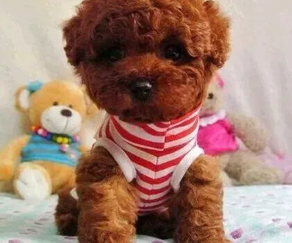 泰迪犬|面对泰迪犬的假孕不要束手无策