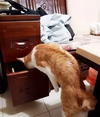 圣诞树遭喵皇侵犯 整棵圣诞树像是大型逗猫棒