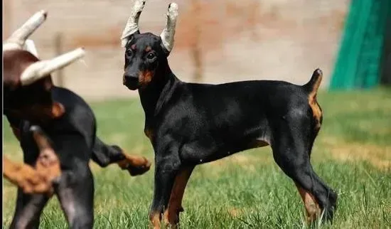 杜宾犬|杜宾犬患上皮肤病有什么方法可以治疗它吗
