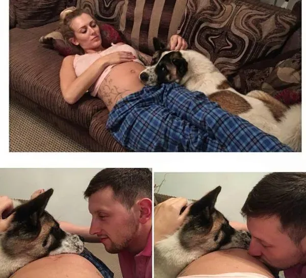 孕妇执意留下爱犬 汪救回她和宝宝一命 | 狗