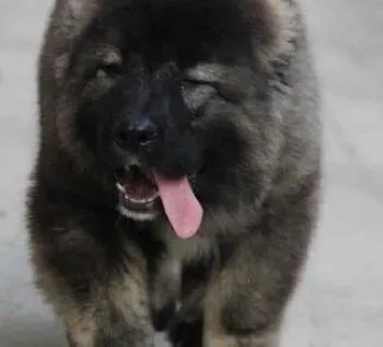 高加索犬|喂养高加索犬有哪些方法与技巧