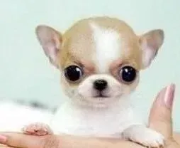 吉娃娃|饲养吉娃娃犬的八项注意内容