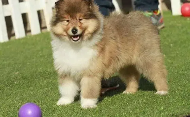 苏格兰牧羊犬|母苏格兰牧羊犬交配一次就会怀孕么