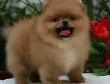 博美犬|博美犬的新型宠物伴侣之宠物玩具