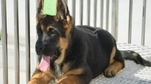 德国牧羊犬|怎样让德国牧羊犬不再咬人与咬物