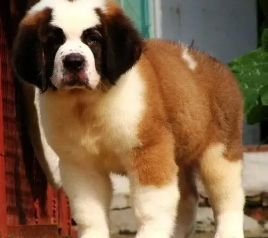 圣伯纳犬|圣伯纳犬补钙的方法有哪些是最正确的