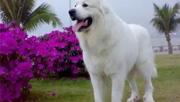 大白熊犬|大白熊犬内心存在的等级观念