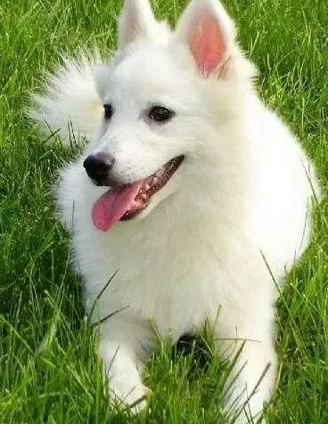 银狐犬|银狐犬发情了什么时候进行配种最合适