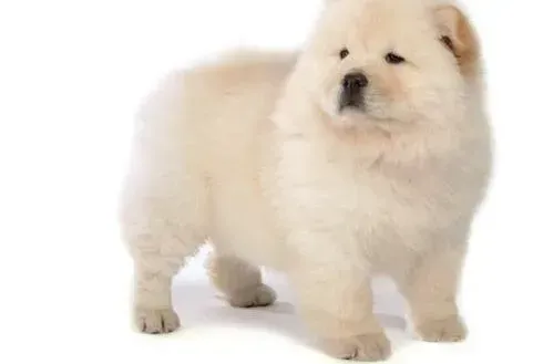 松狮犬|狗狗体温知识 精准测量松狮犬体温的方式