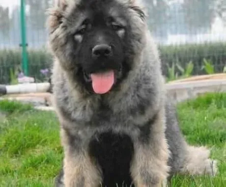 高加索犬|训练高加索犬，我来为你献计献策