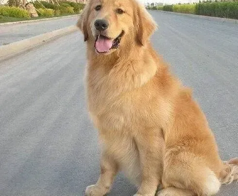 金毛|魅力释放 如何让金毛犬美丽变身