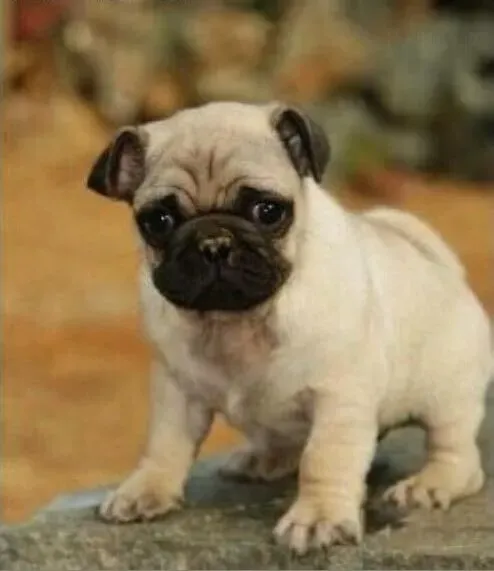 巴哥犬|巴哥犬狗粮的选择问题解答