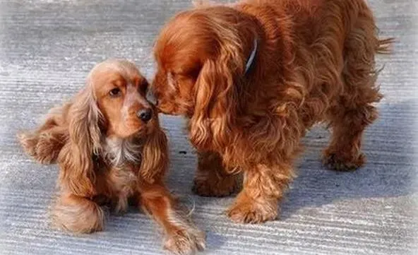 可卡犬|可卡犬患上囊肿的症状及预防措施有哪些