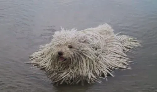 波利犬的毛怎么打理 波利犬梳毛时的注意事项 | 波利犬