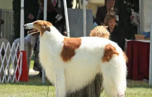 苏俄猎狼犬介绍 是一种体格结实的大型犬 | 苏俄猎狼犬