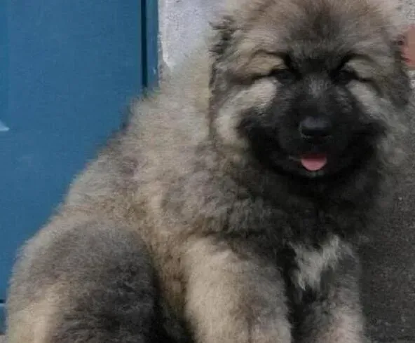 高加索犬|高加索犬不爱吃东西是什么问题，怎么办