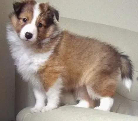 苏格兰牧羊犬|如何照顾好生病的苏格兰牧羊犬