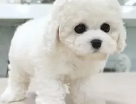 比熊犬|比熊犬饲料的种类有哪些 怎样挑选