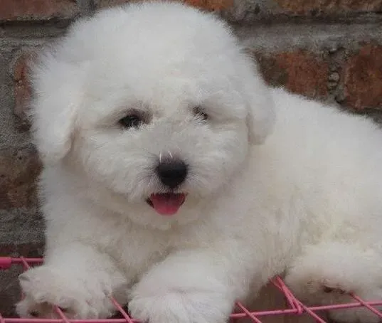 比熊犬|怎样让吵闹的比熊犬瞬间变得安静