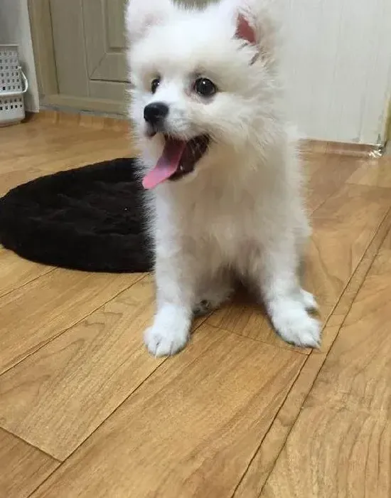 银狐犬|小银狐犬多大开始换掉胎毛长新毛