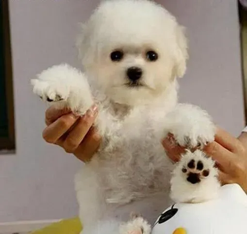 比熊犬|简单行为的训练 训练比熊犬我们要先制止不良习惯