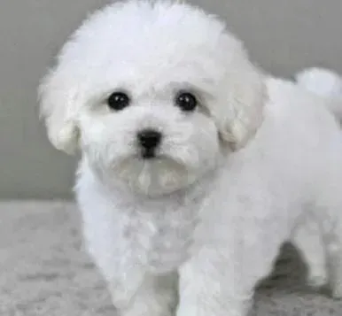 泰迪犬|泰迪犬最近总吃自己的便便是不是体内缺少什么