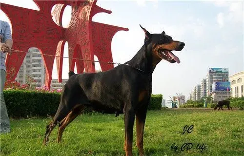 杜宾犬修耳 修耳可以提高杜宾犬的听力 | 杜宾犬