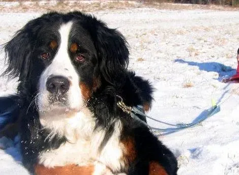 伯恩山犬|喂养1000问之教你正确喂养年幼的伯恩山犬