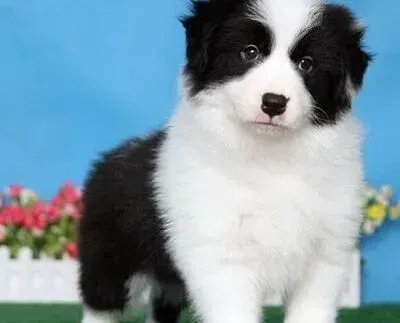 边境牧羊犬|边境牧羊犬总是挠耳朵的原因