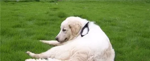 大白熊犬就是雪獒吗 完全不同的两个狗品种 | 大白熊犬