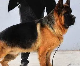 德国牧羊犬|德国牧羊犬剃毛后皮肤坏了应如何处理伤口