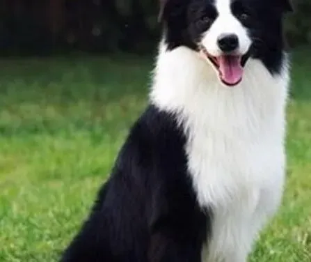 边境牧羊犬|边境牧羊犬发烧应该怎么办
