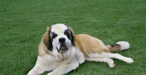 圣伯纳犬多高 体重以及生活上有哪些习性 | 圣伯纳犬