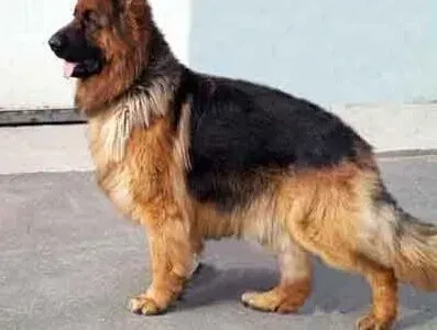 德国牧羊犬|对待德国牧羊犬的“饮食怪癖”有什么解决的办法